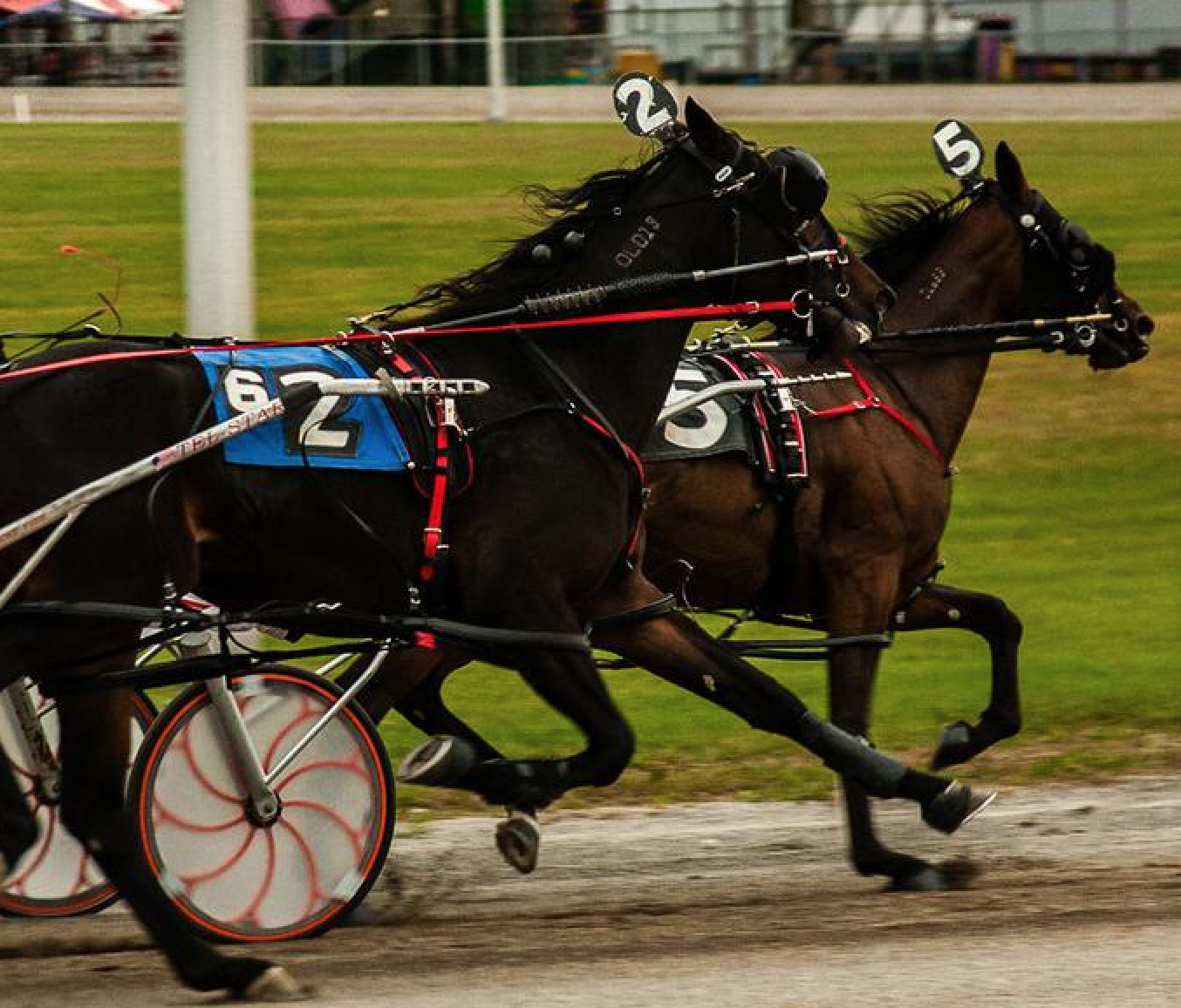 Standardbred horses pull a cart as they race around the track.