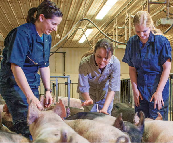 Three swine veterinarians observe a herd of swine in a facility.