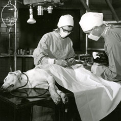 Bee Hanlon performing an operation on a dog