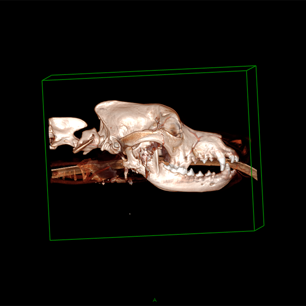 CT scan of dog's head