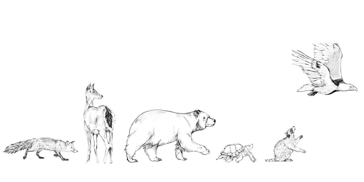 Illustration of forest wildlife