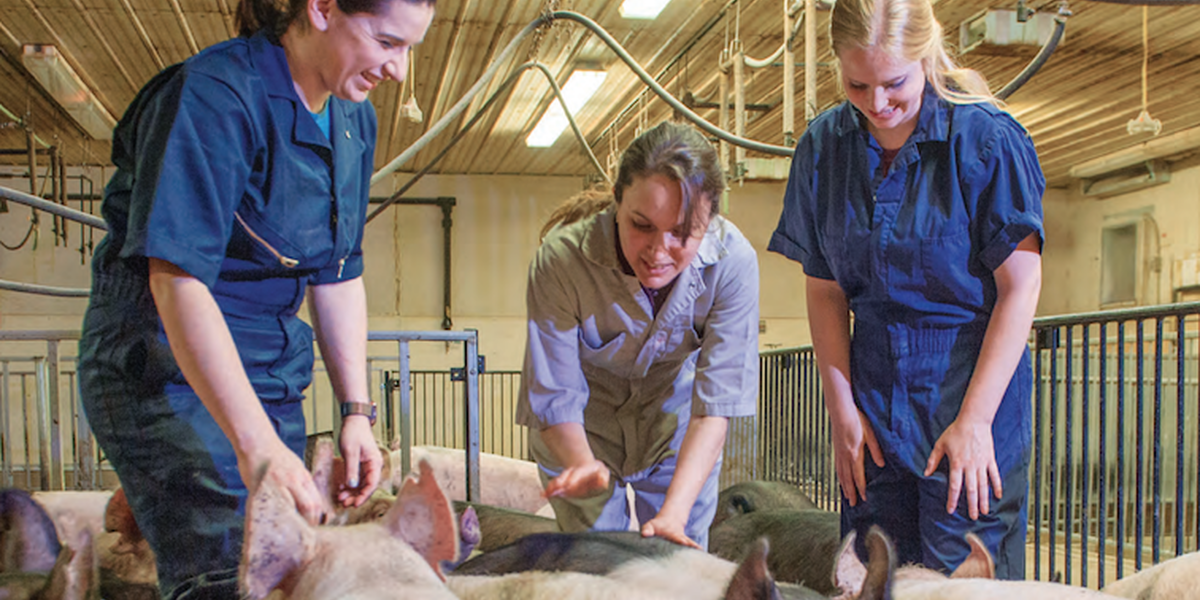 Three swine veterinarians observe a herd of swine in a facility.