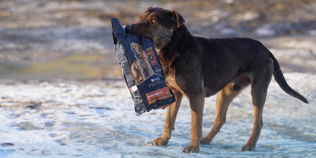Dog holding a food bag in its mouth