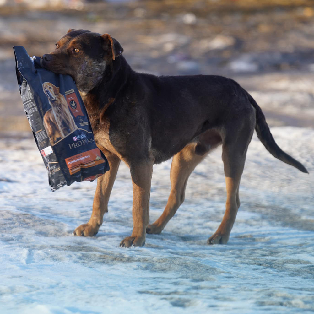 Dog with food bag in its mouth