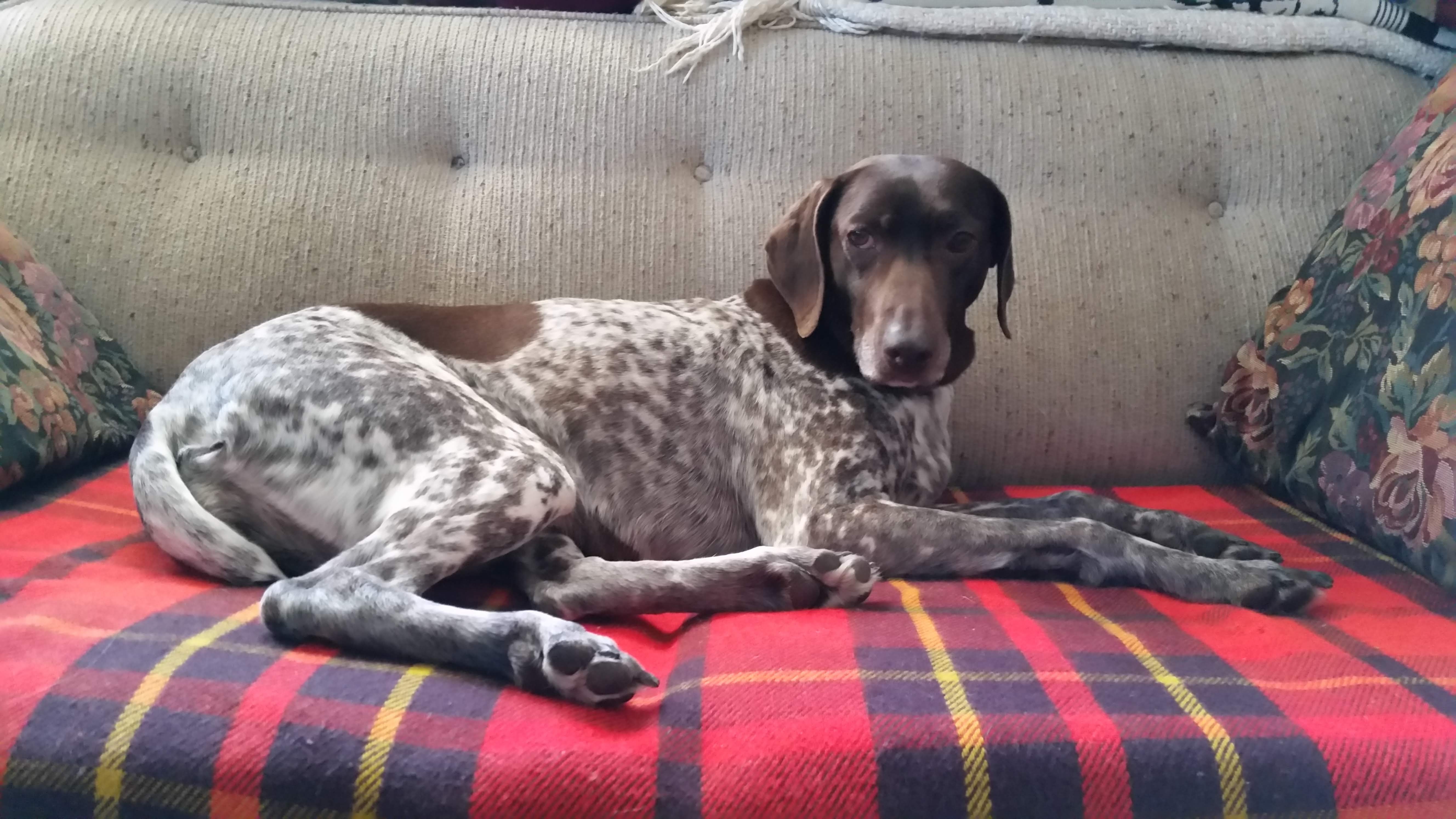 Luna lounges on a couch