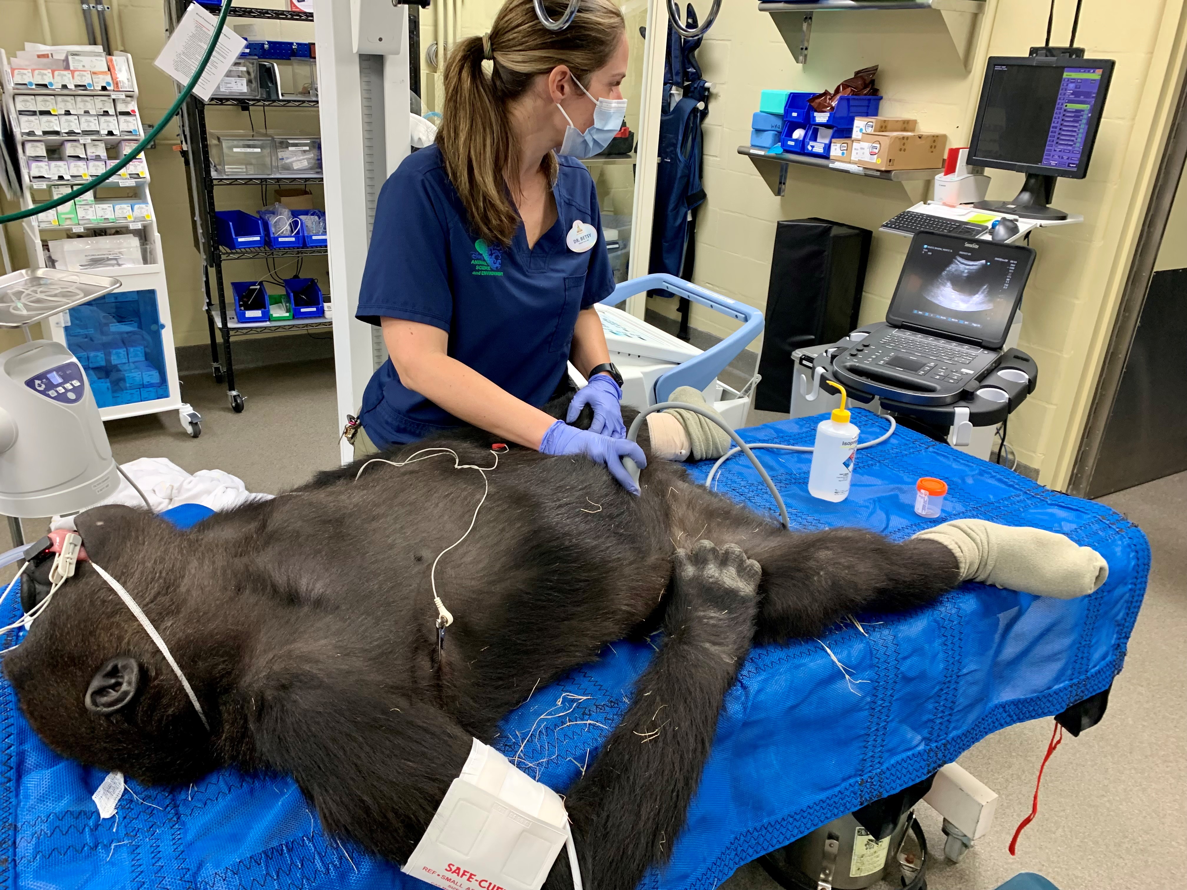 Dr. Betsy Stringer performs an ultrasound on a gorilla