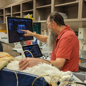 Ultrasound technician Dick Hermes locates a urinary stone inside a cat participating in the burst-wave lithotripsy clinical trial.