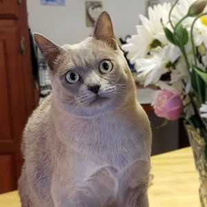 Charlie sits next to a bouquet of flowers.