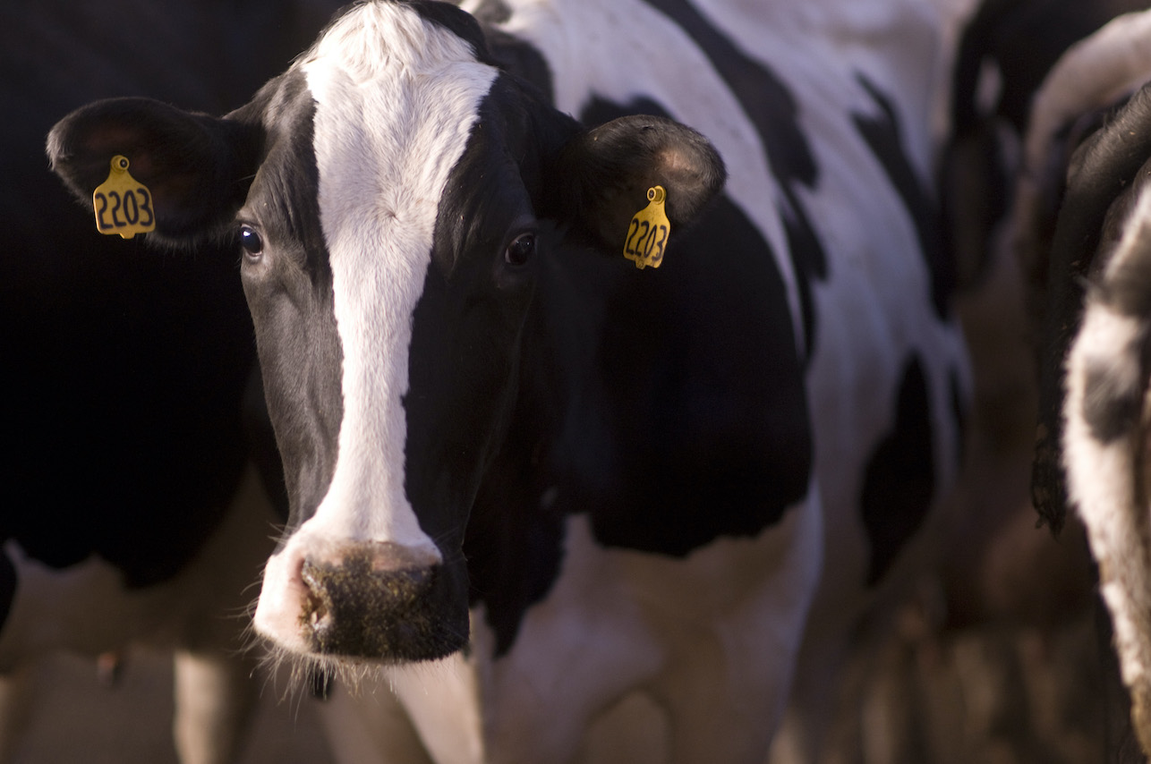 A holstein dairy cow looks at the camera