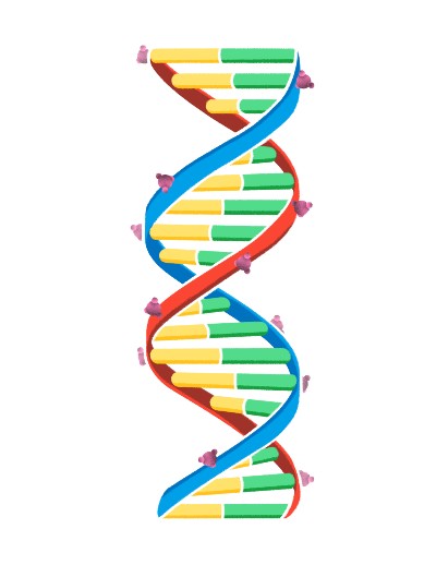 DNA strand with DNA methylation present