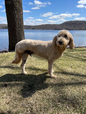 Gus standing in front of the St. Croix River.