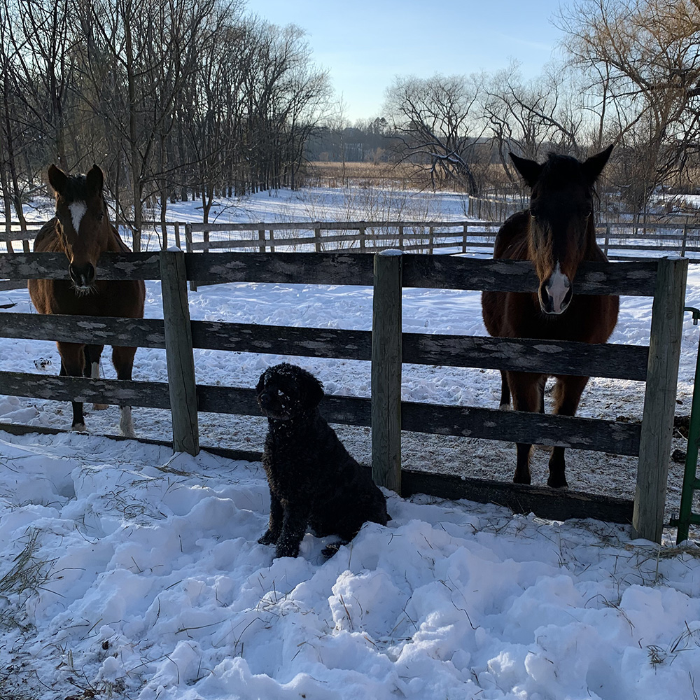 Lori Meehan's horses Maia and Breeze and her dog 