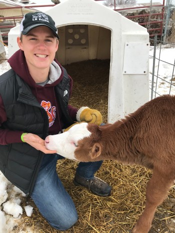 DVM student Leyton Becker poses with a red calf.