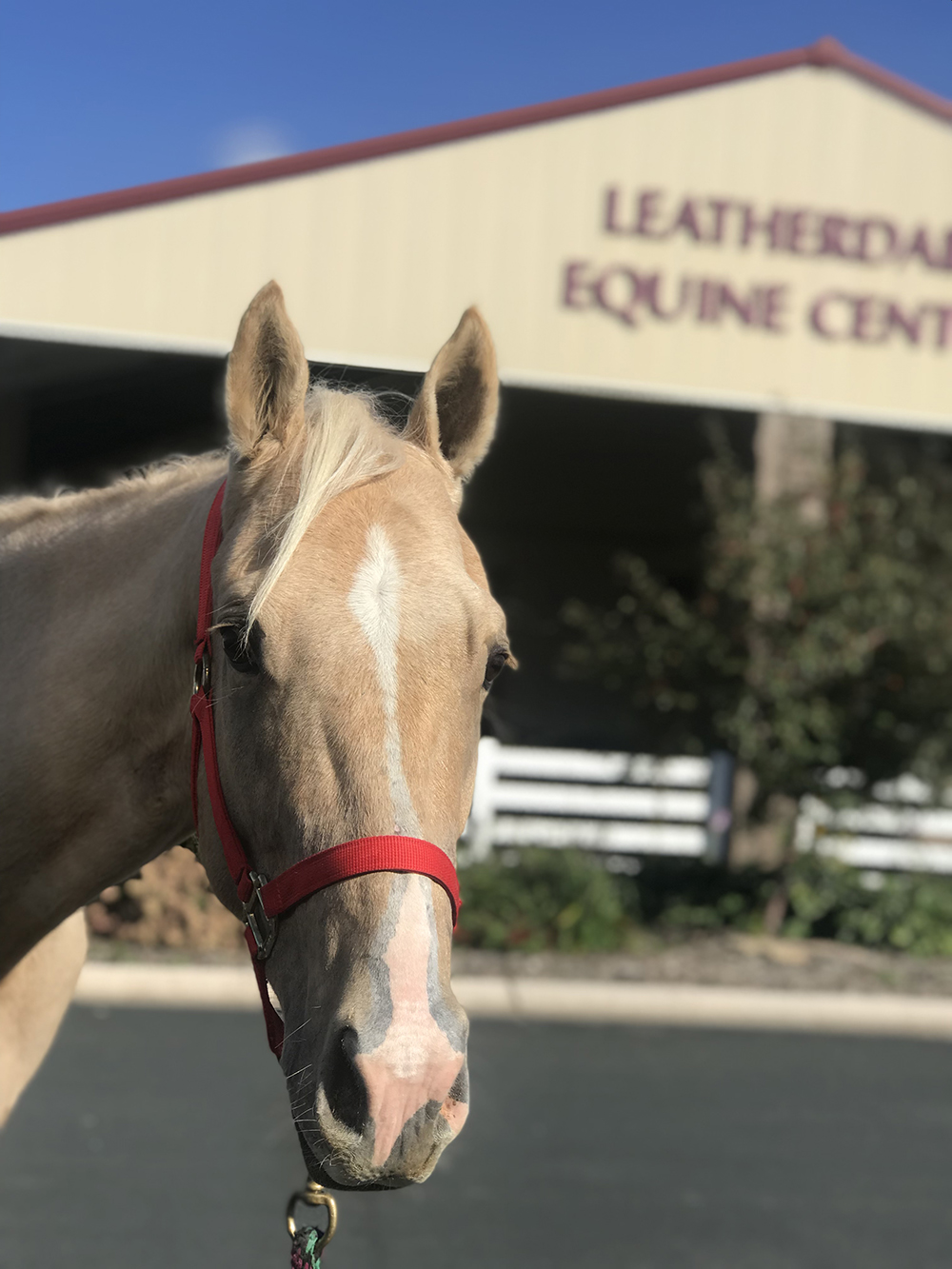 Zeus the horse in front of Leatherdale Equine Center