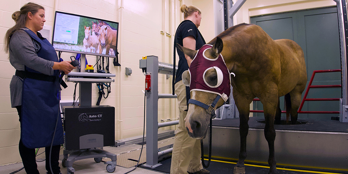 Horse standing in the CT Scan