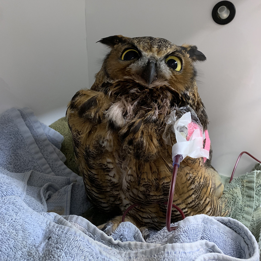 Owl receiving blood transfusion