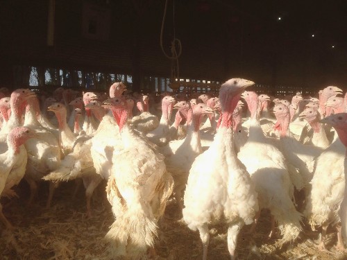 Dozens of white turkeys 