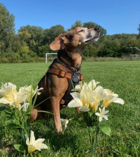 Lucy stops to smell the flowers