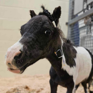 Little Richard stands in his stall at the Piper Equine Hospital. 