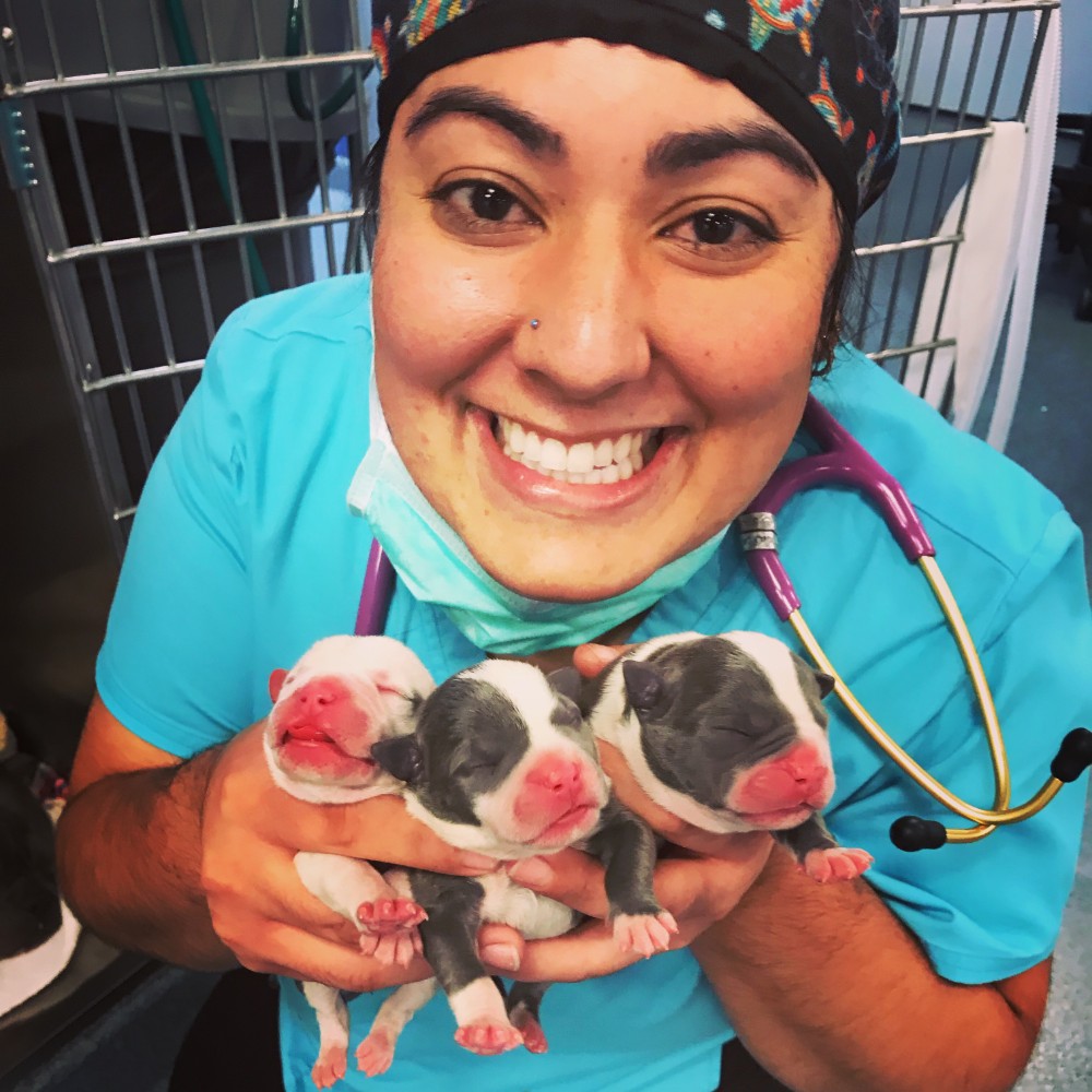 Sample with puppies she delivered during an emergency C section in the middle of the night 