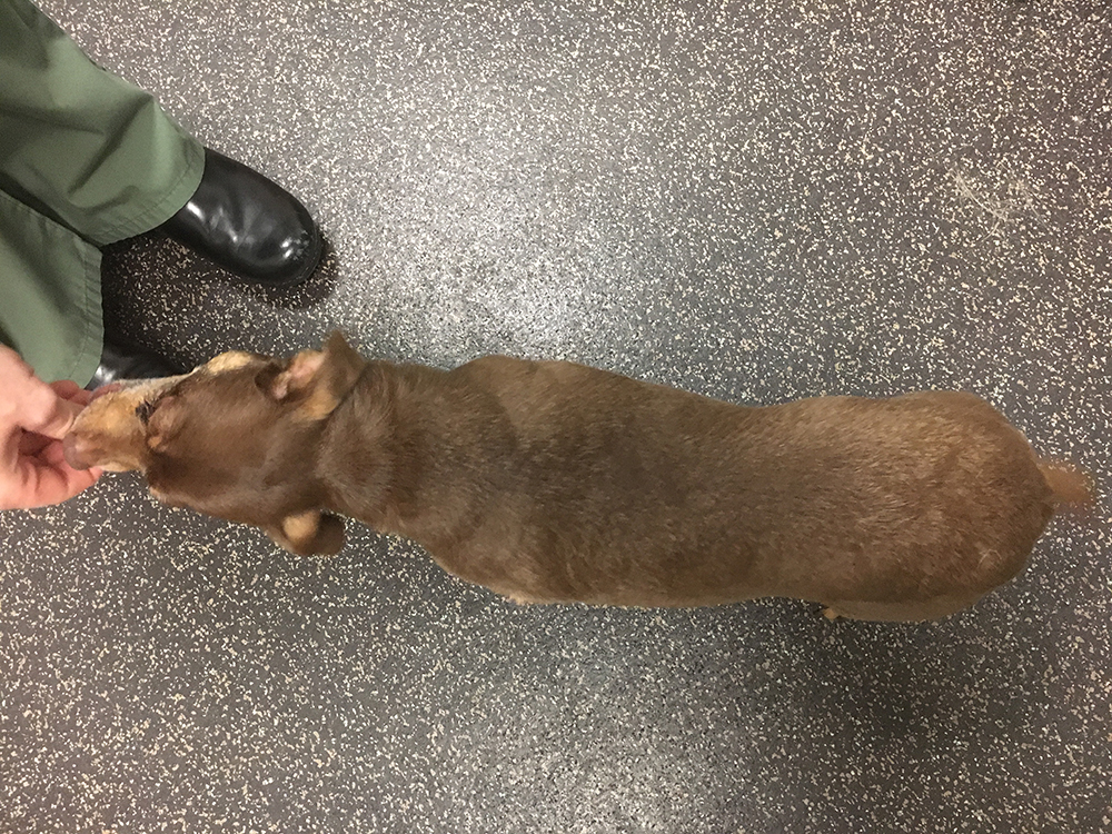 A dog named Sasha after her diet program