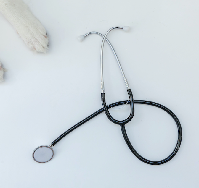Paws next to a stethoscope against a white background