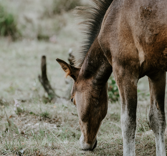 Brown foal in a pasture