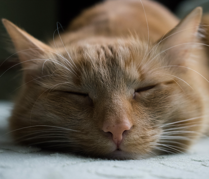 A close-up shot of an orange tabby cat sleeping soundly.