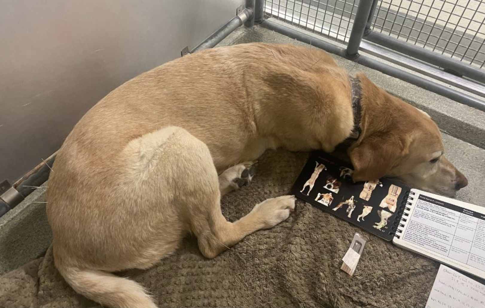 yellow lab laying in kennel