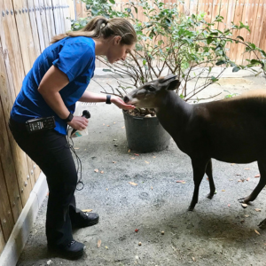 Betsy Stringer examines a duiker.