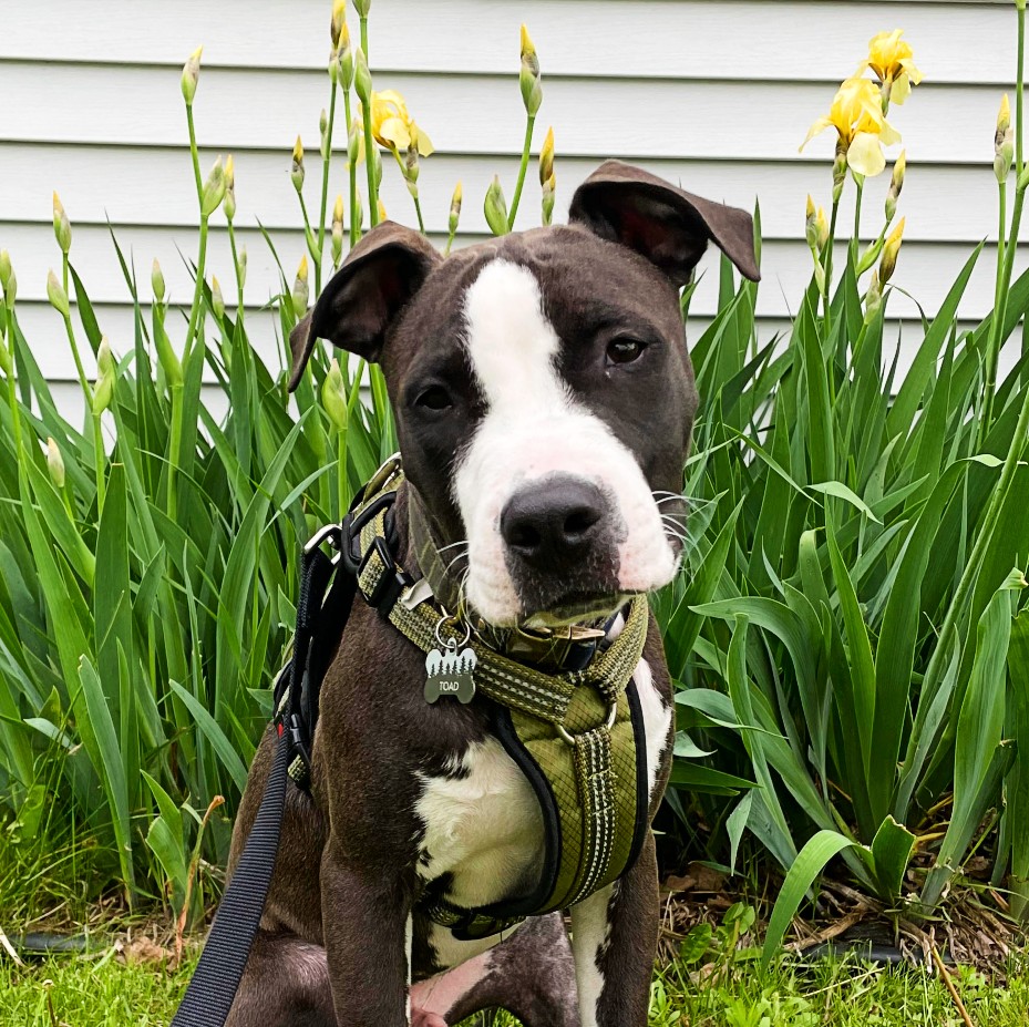 Toad the pit bull sits by flowers