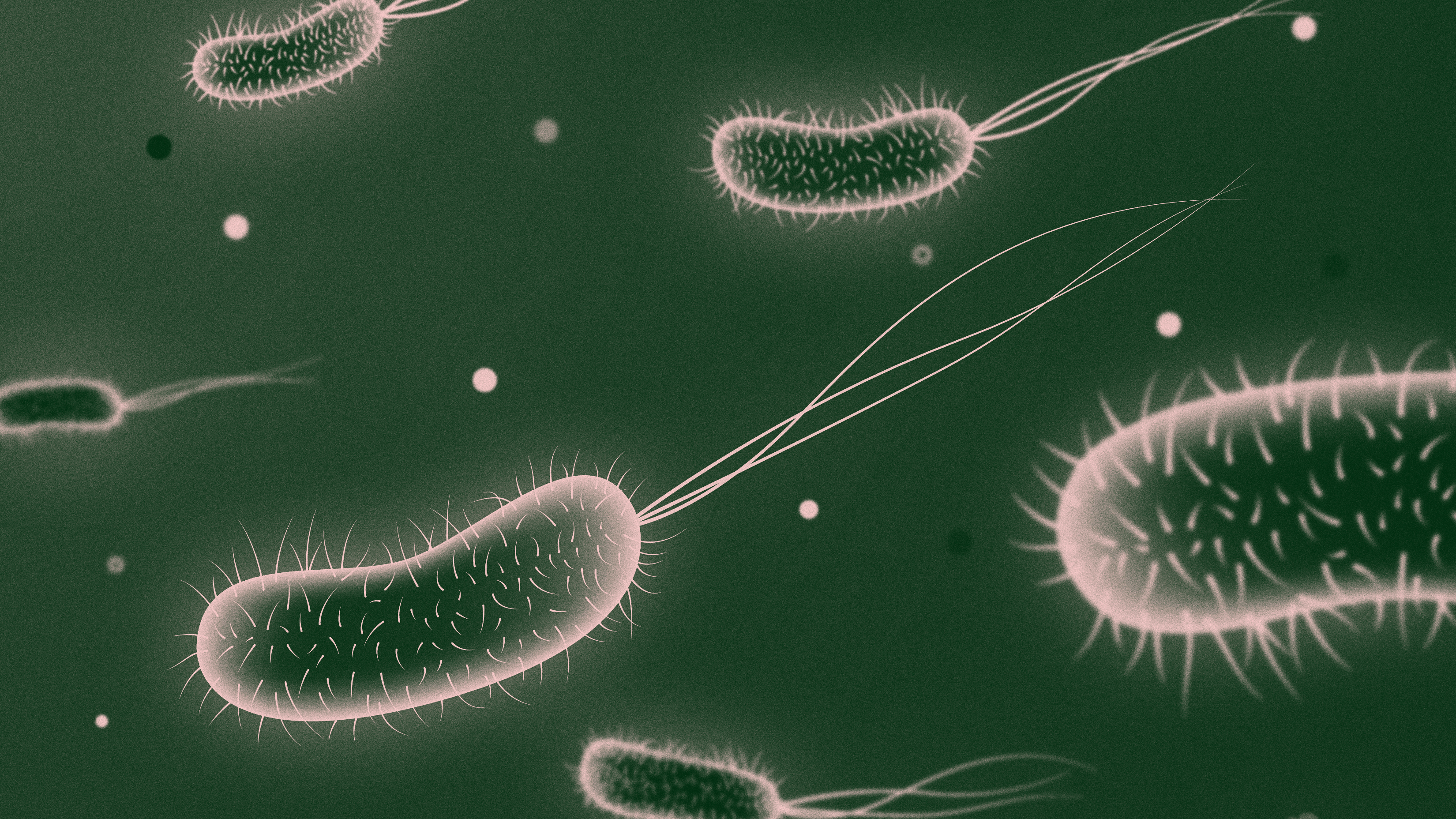 E. coli illustration