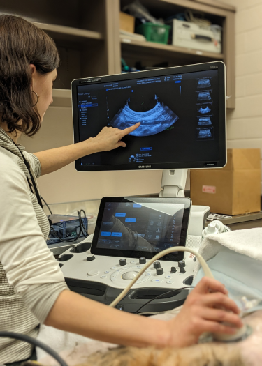 Dr. Eva Furrow points out a urinary stone on an ultrasound. 