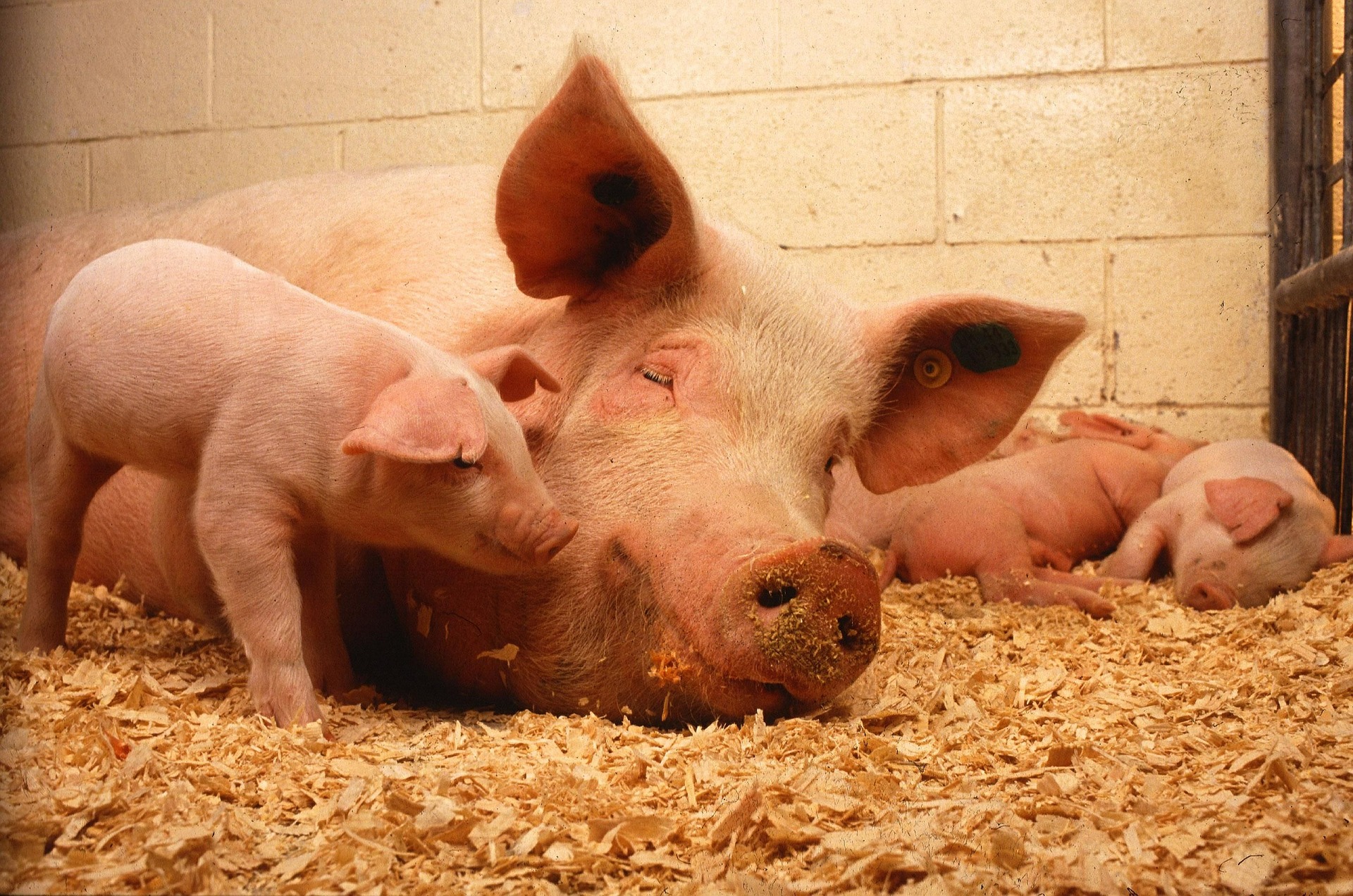 A sow lies with multiple piglets