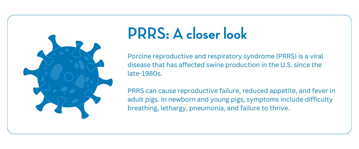 Porcine reproductive and respiratory syndrome (PRRS) is a viral disease that has affected swine production in the U.S. since the late-1980s.   PRRS can cause reproductive failure, reduced appetite, and fever in adult pigs. In newborn and young pigs, symptoms include difficulty breathing, lethargy, pneumonia, and failure to thrive.  