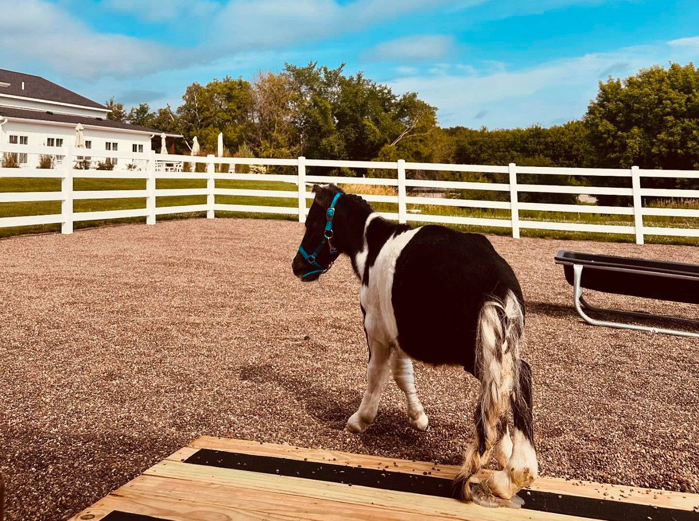 Little Richard takes in the view from his new barn, which was constructed while he was hospitalized.