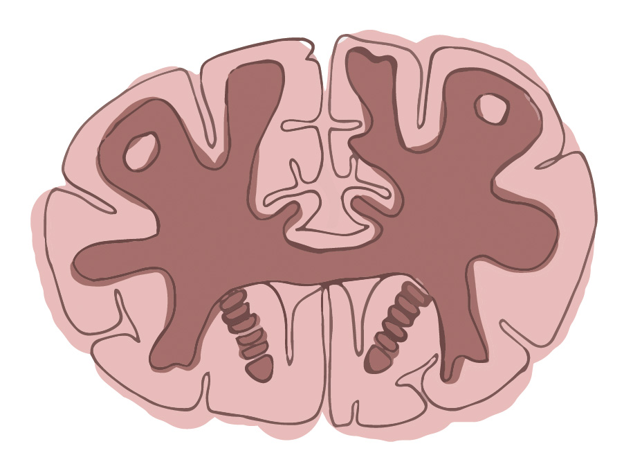 Cross section of frontal lobes