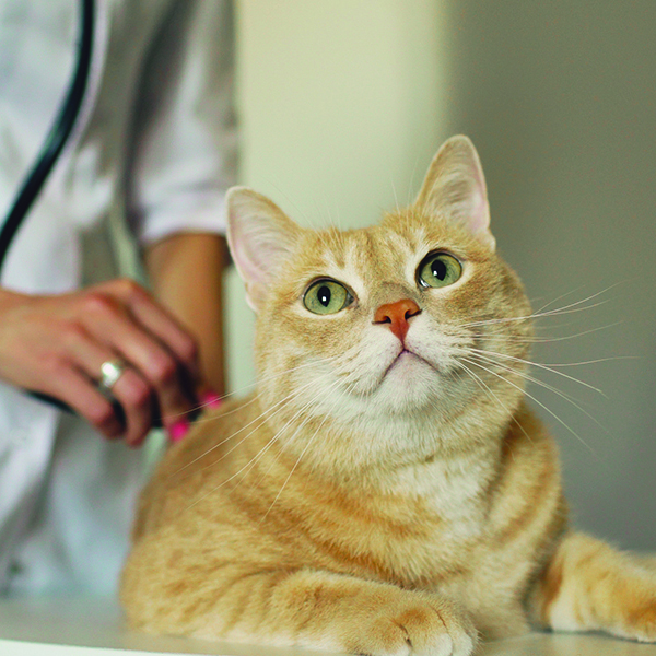 Cat with a vet