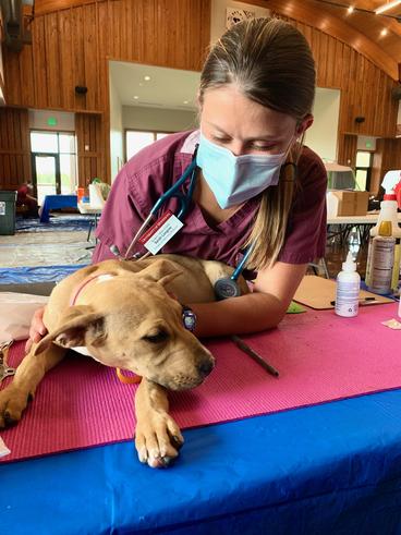 Vet student caring for a dog at a community clinic event