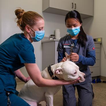 Veterinarian Kelly Gehlhaus holds onto a patient while student Patrice Sorenson performs an exam. 