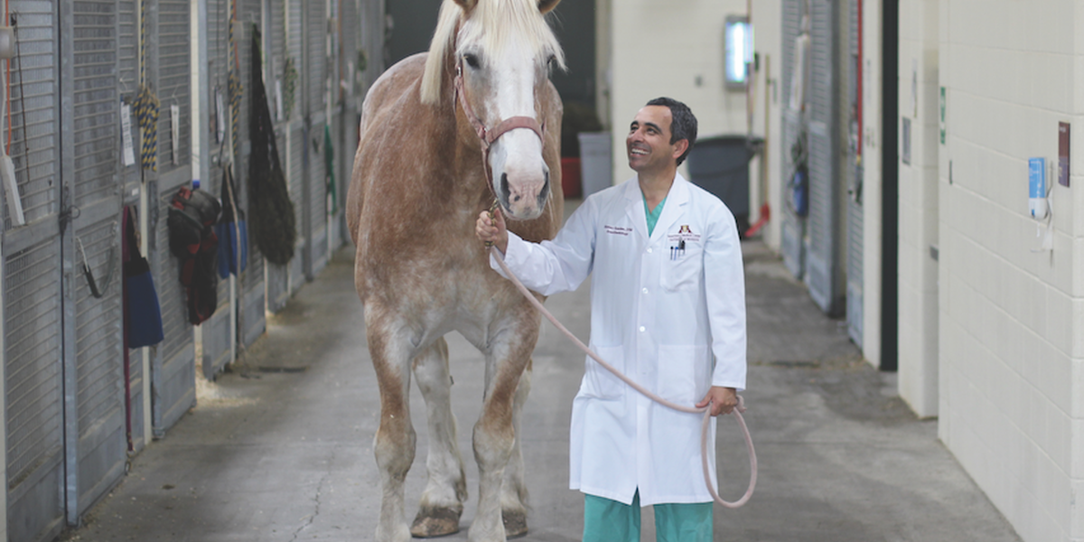 Alonso Guedes and Piper Equine Hospital's blood donor horse, Hercules