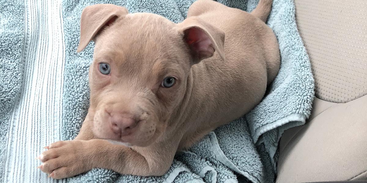 Barley as a puppy, laying on a blue towel, looking at the camera