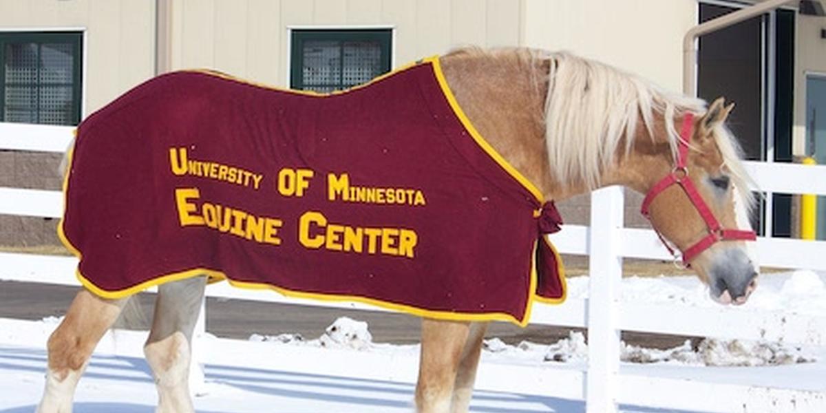 Hercules wears a University of Minnesota Equine Center jacket outside the hospital