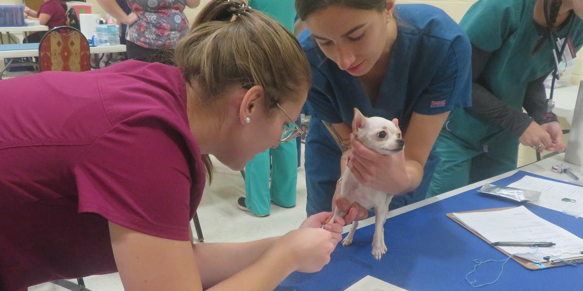 Caitlyn Rize examines paw of white chihuahua standing on table and being held by another veterinary student.