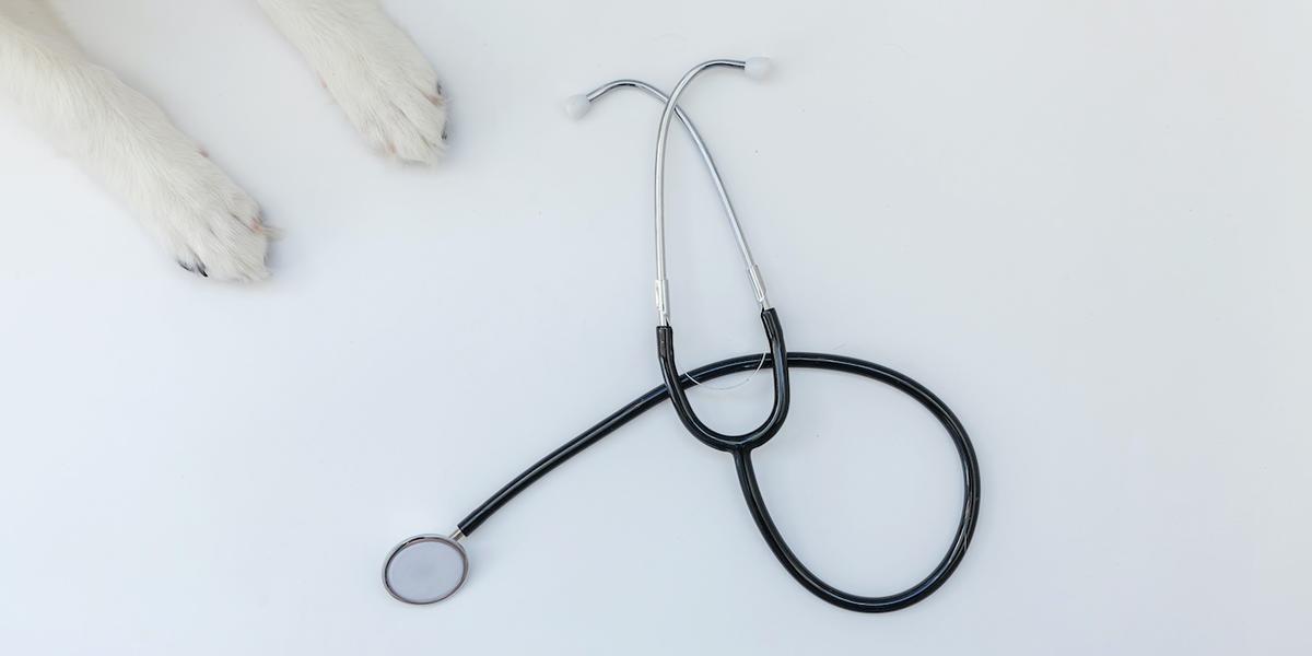 Paws next to a stethoscope on a white background