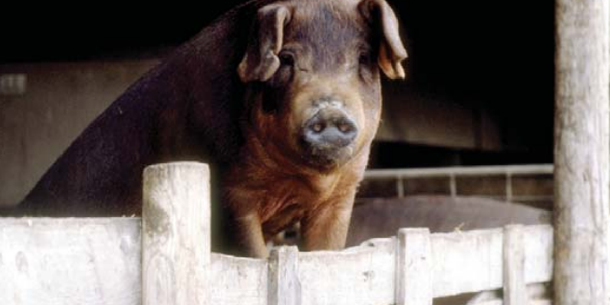 A brown pig stands at a white fence