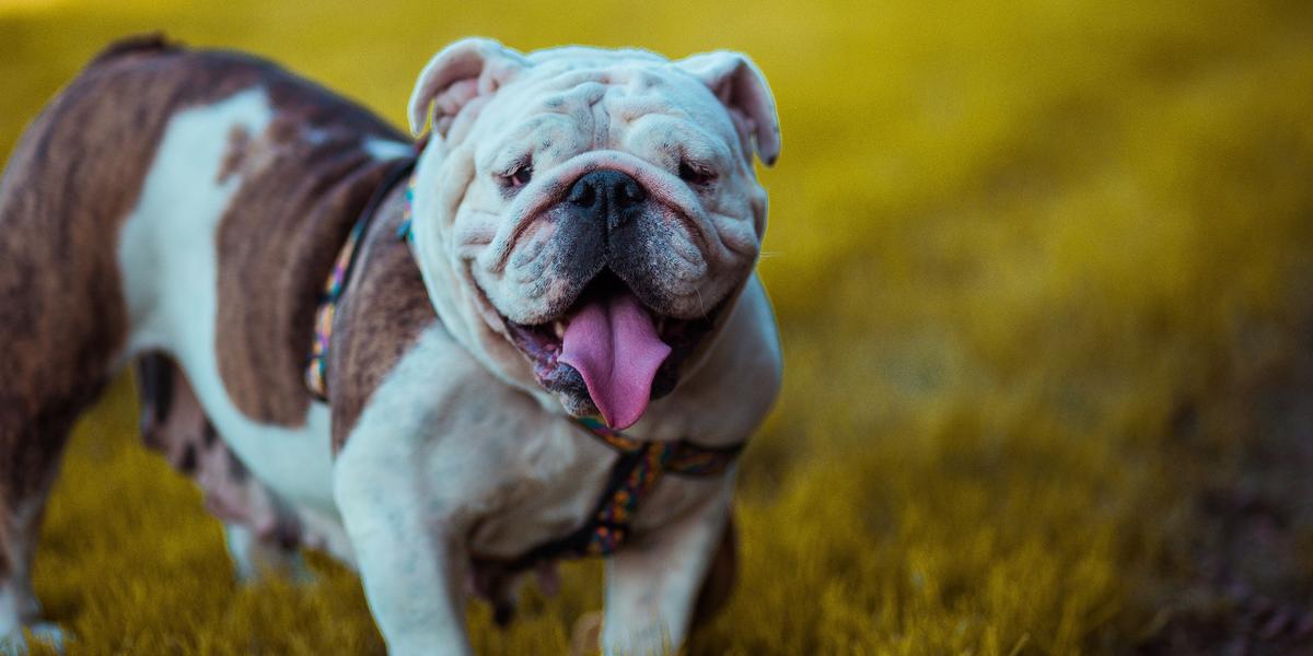 A brown and white bulldog looks at the camera with its tongue out. It stands in a green field. 