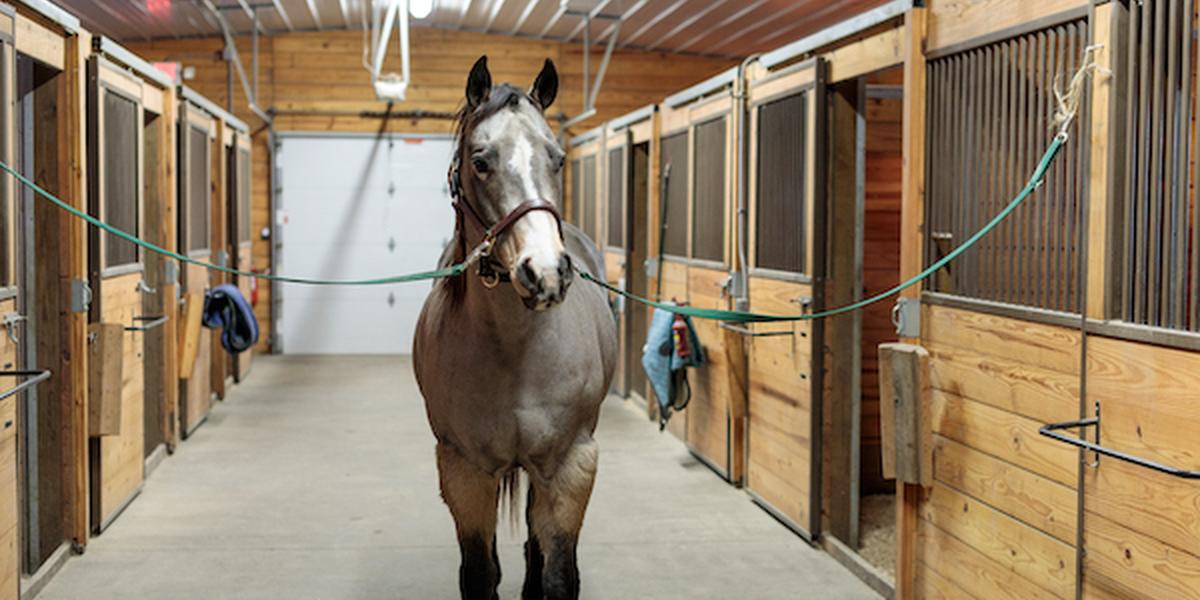 Flit, a sandy blond American Quarter Horse with a white strip down her nose, stands in the isle of a barn. 