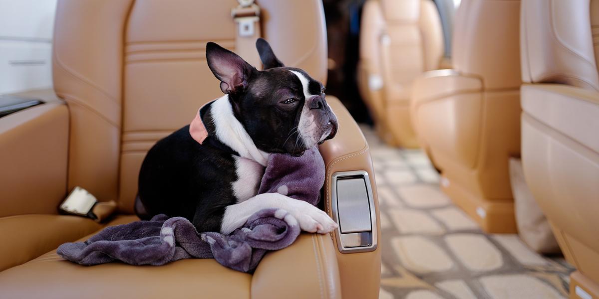 Alfie on a private jet