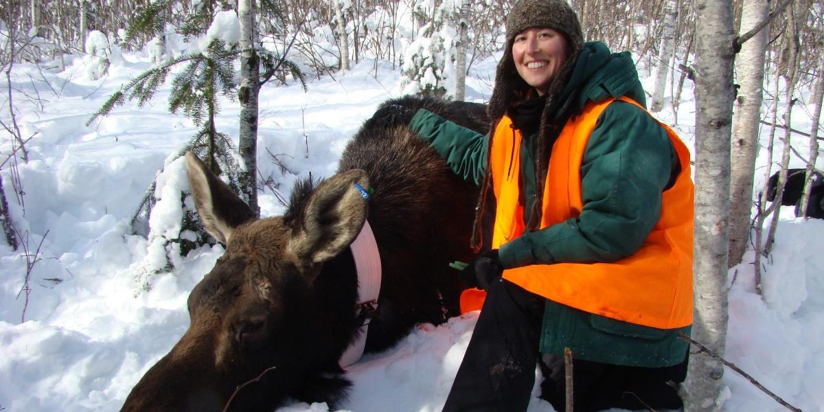 Tiffany Wolf sits next to a tranquilized moose. 